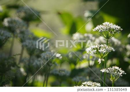 Chive flowers shining in the morning sun Chive flowers shining in the morning sun 131385049