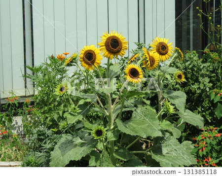 Speaking of summer flowers, yellow sunflowers are dwarf sunflowers. Speaking of summer flowers, yellow sunflowers are dwarf sunflowers. 131385118