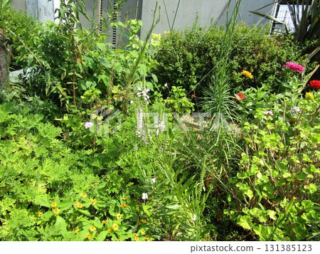 淡紫色花虎皮花 淡紫色花虎皮花 131385123