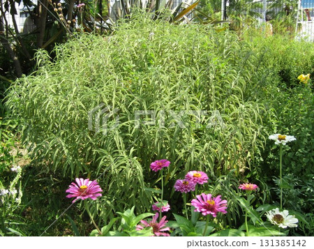 尚未開花的百日菊和鼠尾草 131385142