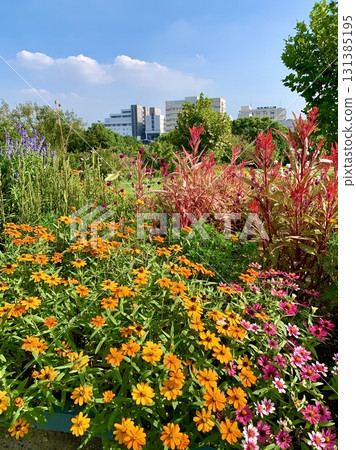 花壇裡的百日菊、雞冠花、紫薇等花朵在清澈蔚藍的秋日天空下格外引人注目（愛知縣大府市愛知健康森林公園） 131385195