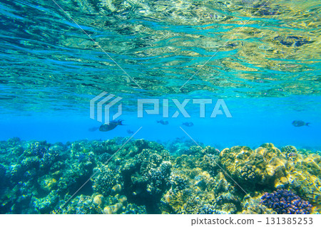 Sohal surgeonfish (Acanthurus sohal) or sohal tang, is a Red Sea endemic. Sohal surgeonfish on coral reef in the Red sea in Ras Mohammed national park. Sinai peninsula in Egypt Sohal surgeonfish (Acanthurus sohal) or sohal tang, is a Red Sea endemic. Sohal surgeonfish on coral reef in the Red sea in Ras Mohammed national park. Sinai peninsula in Egypt 131385253