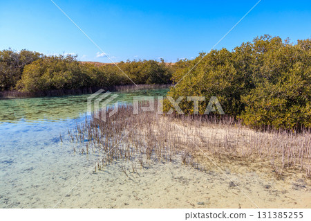 Mangrove trees in Ras Mohammed national park, Sinai peninsula in Egypt Mangrove trees in Ras Mohammed national park, Sinai peninsula in Egypt 131385255