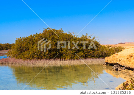 Mangrove trees in Ras Mohammed national park, Sinai peninsula in Egypt Mangrove trees in Ras Mohammed national park, Sinai peninsula in Egypt 131385256