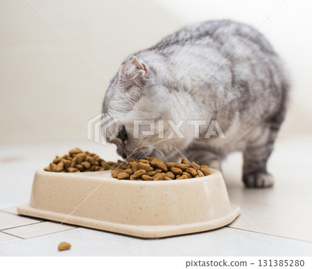 Gray scottish fold cat eating dry food from plastic bowls Gray scottish fold cat eating dry food from plastic bowls 131385280