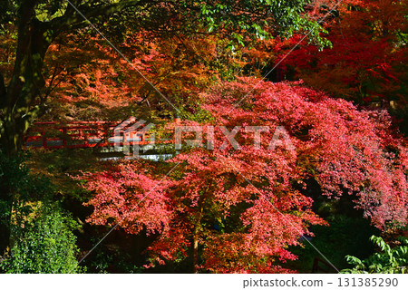 Torii Bridge surrounded by autumn leaves Torii Bridge surrounded by autumn leaves 131385290