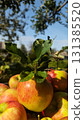 Fresh ripe apples with green leaves in sunlight, autumn harvest in orchard, natural seasonal fruit background 131385520
