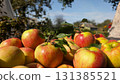 Fresh ripe apples with green leaves in sunlight, autumn harvest in orchard, natural seasonal fruit background 131385521