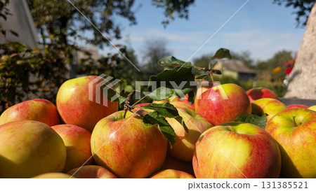 Fresh ripe apples with green leaves in sunlight, autumn harvest in orchard, natural seasonal fruit background 131385521