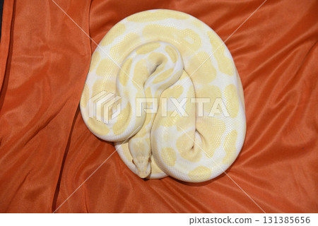 White python 131385656