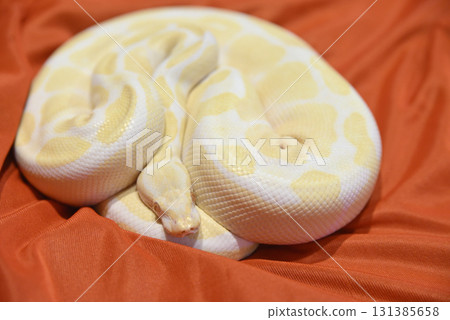 White python 131385658