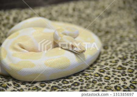 白蟒蛇 131385697