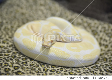 白蟒蛇 白蟒蛇 131385759