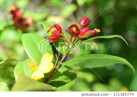 Ochna (Ochnaceae) Khaki Ochna (Ochnaceae) Khaki 131385774