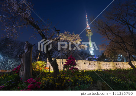 Spring on Namsan Mountain and cherry trees in Seoul, South Korea. 131385790