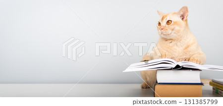 Burmese cat reading book at table - smart pet with books against blue wall with copy space 131385799