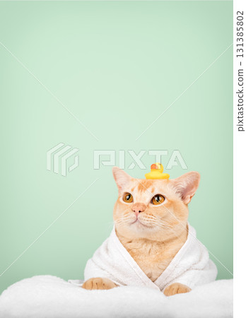 Funny ginger cat in bathrobe with rubber duck Funny ginger cat in bathrobe with rubber duck 131385802