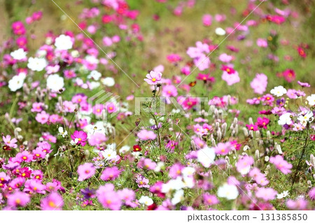 Cosmos of fine weather 131385850