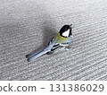 tit looking up 131386029