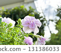 Double Cascade Petunia Flowers 131386033