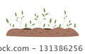 Young shoots are breaking through the soil. Spring green sprouts. Ecology, gardening and agriculture themes. Vector design element on a white background 131386256