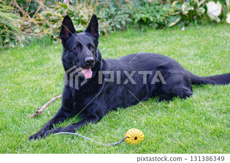 Black German shepherd Black German shepherd 131386349