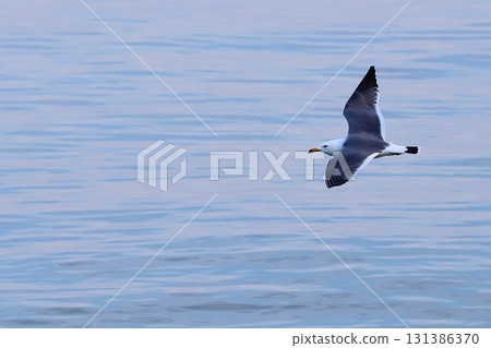 A black-tailed gull, a type of seagull, flying over the water A black-tailed gull, a type of seagull, flying over the water 131386370