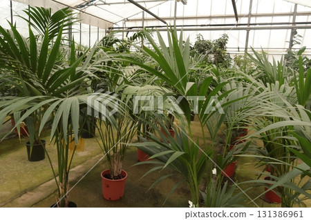 Green exotic plants and succulents in greenhouse and store. Nature and hobbies. Gardening at home and in yard. Green exotic plants and succulents in greenhouse and store. Nature and hobbies. Gardening at home and in yard. 131386961
