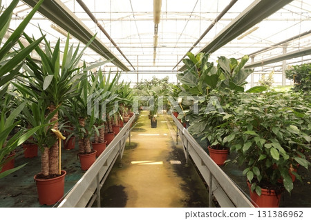 Green exotic plants and succulents in greenhouse and store. Nature and hobbies. Gardening at home and in yard. 131386962