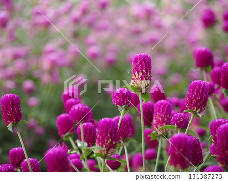 Sennichikou flower 131387273