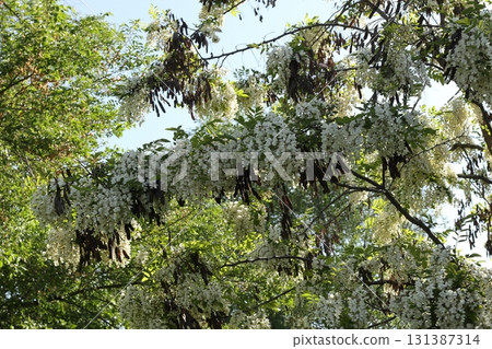 Beautiful white flowers of black locust. 131387314