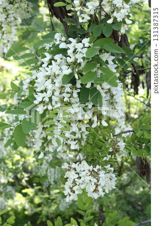 Beautiful white flowers of black locust. 131387315