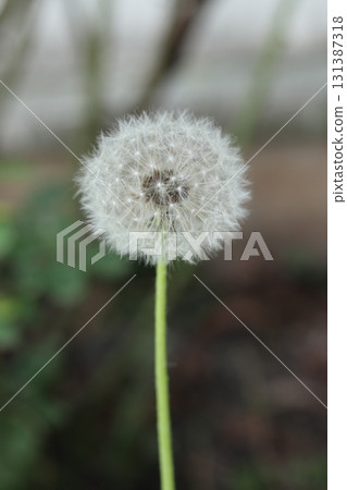 Dandelion on green blurred background. 131387318