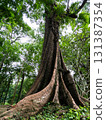 big banyan tree in the forest 131387354