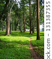 green lawn in the park 131387355