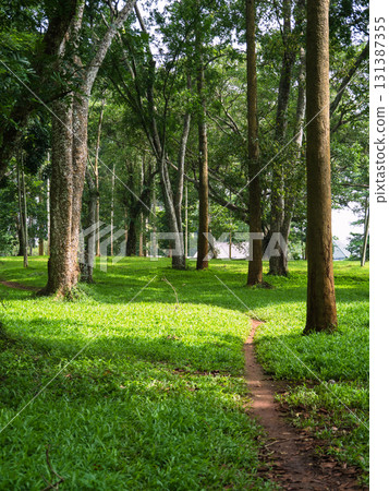 green lawn in the park 131387355