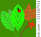 Two different ladybugs on the leaves. 131387554