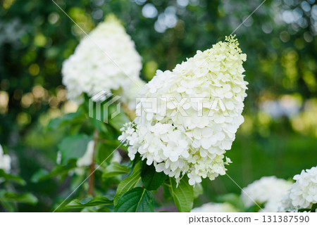 Polar Bear Hydrangea Blooming with Pure White Petals Polar Bear Hydrangea Blooming with Pure White Petals 131387590