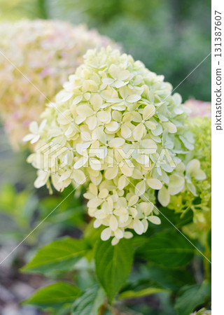Soft Pink Touches on White Pixio Hydrangea 131387607