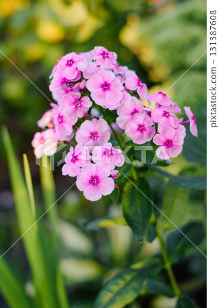 Pink Panicle Phlox Blooming in Summer Garden Pink Panicle Phlox Blooming in Summer Garden 131387608