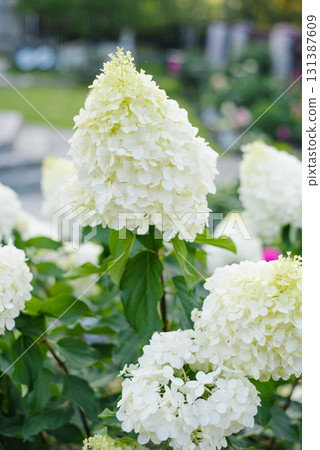 Summer Bloom Of Hydrangea Polar Bear On Green Background 131387609