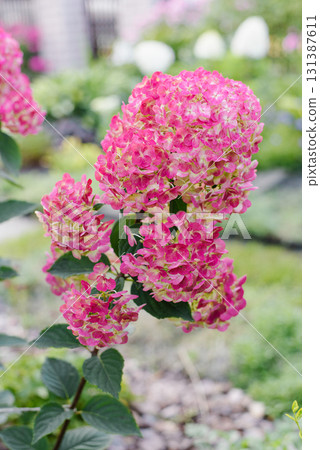 Framboisine Hydrangea with Blush Colored Blossoms Framboisine Hydrangea with Blush Colored Blossoms 131387611