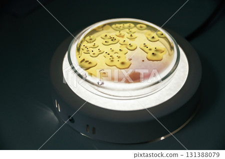 Close up focused view of Trichoderma in the rounded lab container 131388079