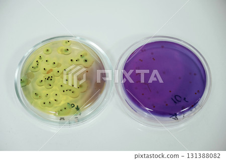 Close up focused view of Trichoderma in the rounded lab containers 131388082