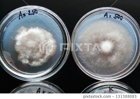 Sclerotinia in the laboratory in the special rounded containers 131388083