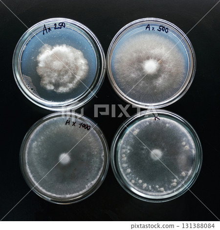 Sclerotinia in the laboratory in the special rounded containers Sclerotinia in the laboratory in the special rounded containers 131388084