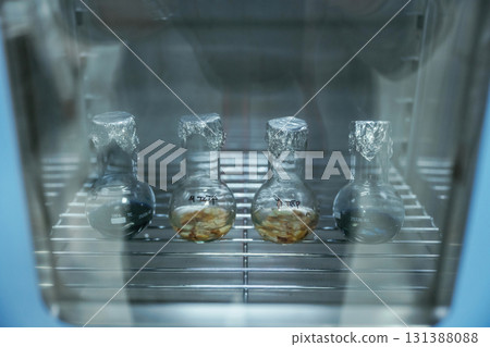 Test tubes with Trichoderma and Sclerotinia in the laboratory Test tubes with Trichoderma and Sclerotinia in the laboratory 131388088