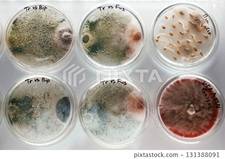 In the row. Trichoderma and Sclerotinia in the laboratory in the special rounded containers 131388091