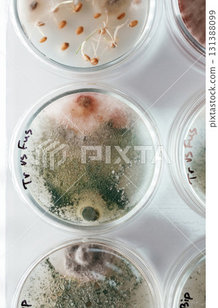 Detailed top view. Trichoderma and Sclerotinia in the laboratory in the special rounded containers Detailed top view. Trichoderma and Sclerotinia in the laboratory in the special rounded containers 131388099