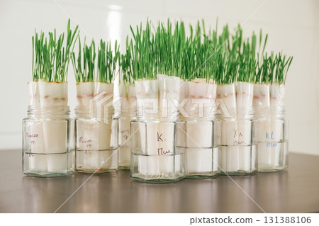 Bunch of objects. Green plants in the glass, laboratory Bunch of objects. Green plants in the glass, laboratory 131388106